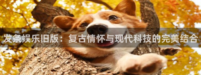 米乐yy易游网址